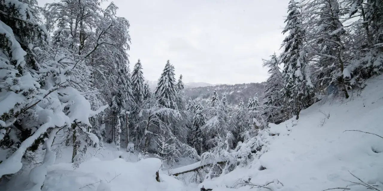 Paysage hivernal enneigé, idéal pour une navette Clermont-Ferrand Le Mont-Dore. Des sapins couverts de neige bordent un chemin escarpé.