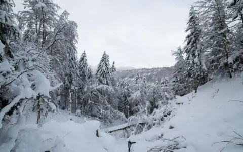 Paysage hivernal enneigé, idéal pour une navette Clermont-Ferrand Le Mont-Dore. Des sapins couverts de neige bordent un chemin escarpé.