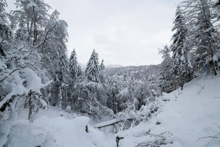 Paysage hivernal enneigé, idéal pour une navette Clermont-Ferrand Le Mont-Dore. Des sapins couverts de neige bordent un chemin escarpé.