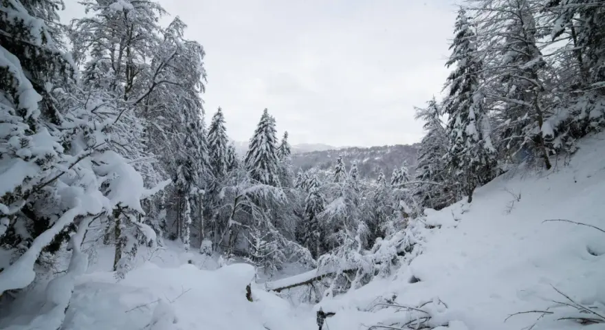 Paysage hivernal enneigé, idéal pour une navette Clermont-Ferrand Le Mont-Dore. Des sapins couverts de neige bordent un chemin escarpé.