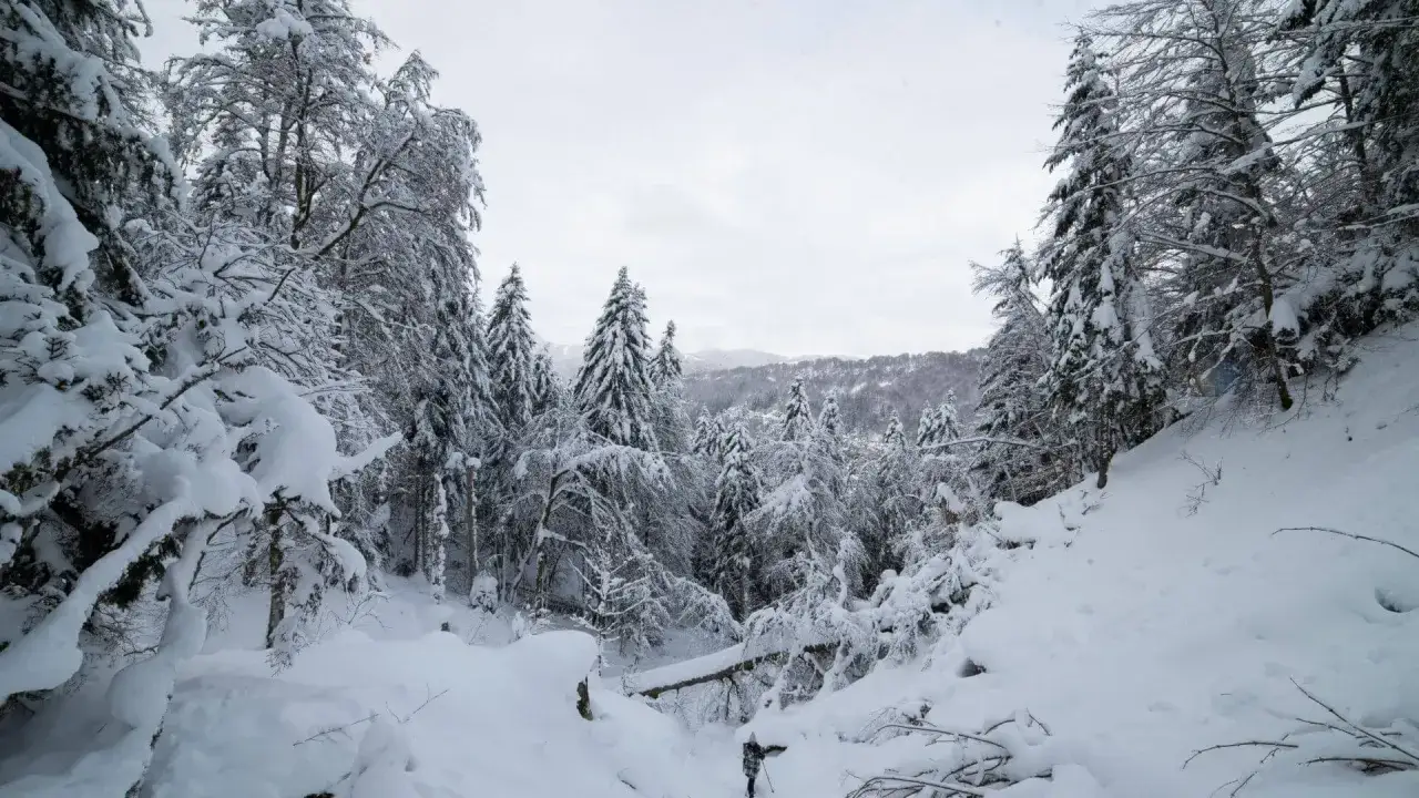 Paysage hivernal enneigé, idéal pour une navette Clermont-Ferrand Mont-Dore. Des sapins couverts de neige bordent un chemin escarpé.